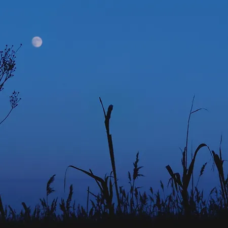 Haus Meerschilf Дом отдыха Klausdorf (Vorpommern-Rugen)